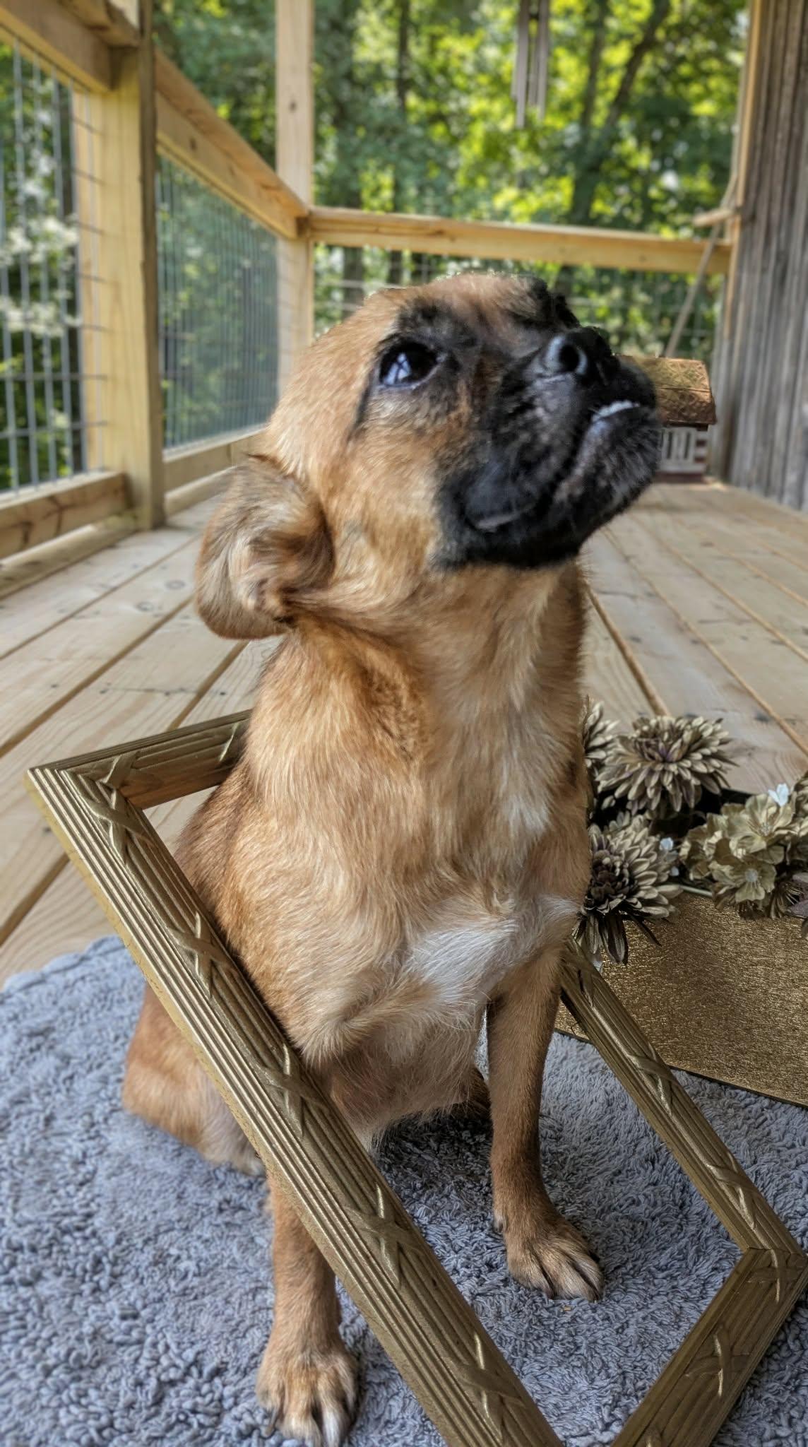 Enlarge Chesney, a Adoptable mixed breed in Richmond, KY image 6/6