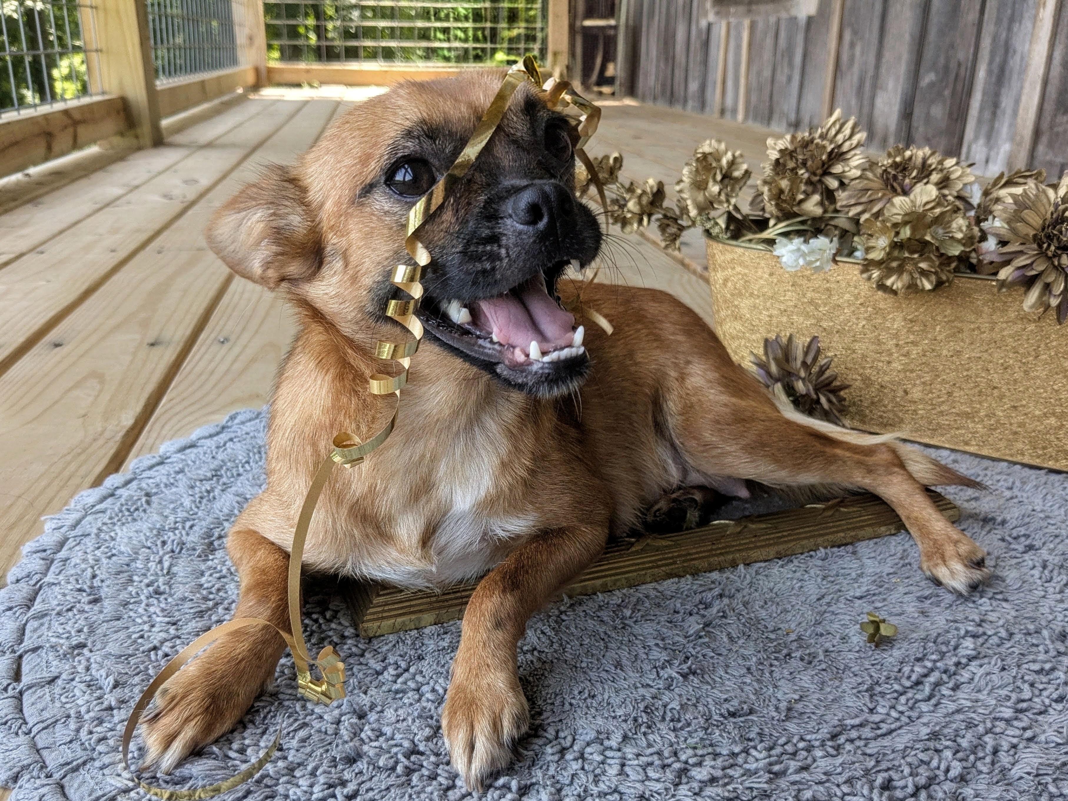 Enlarge Chesney, a Adoptable mixed breed in Richmond, KY image 5/6