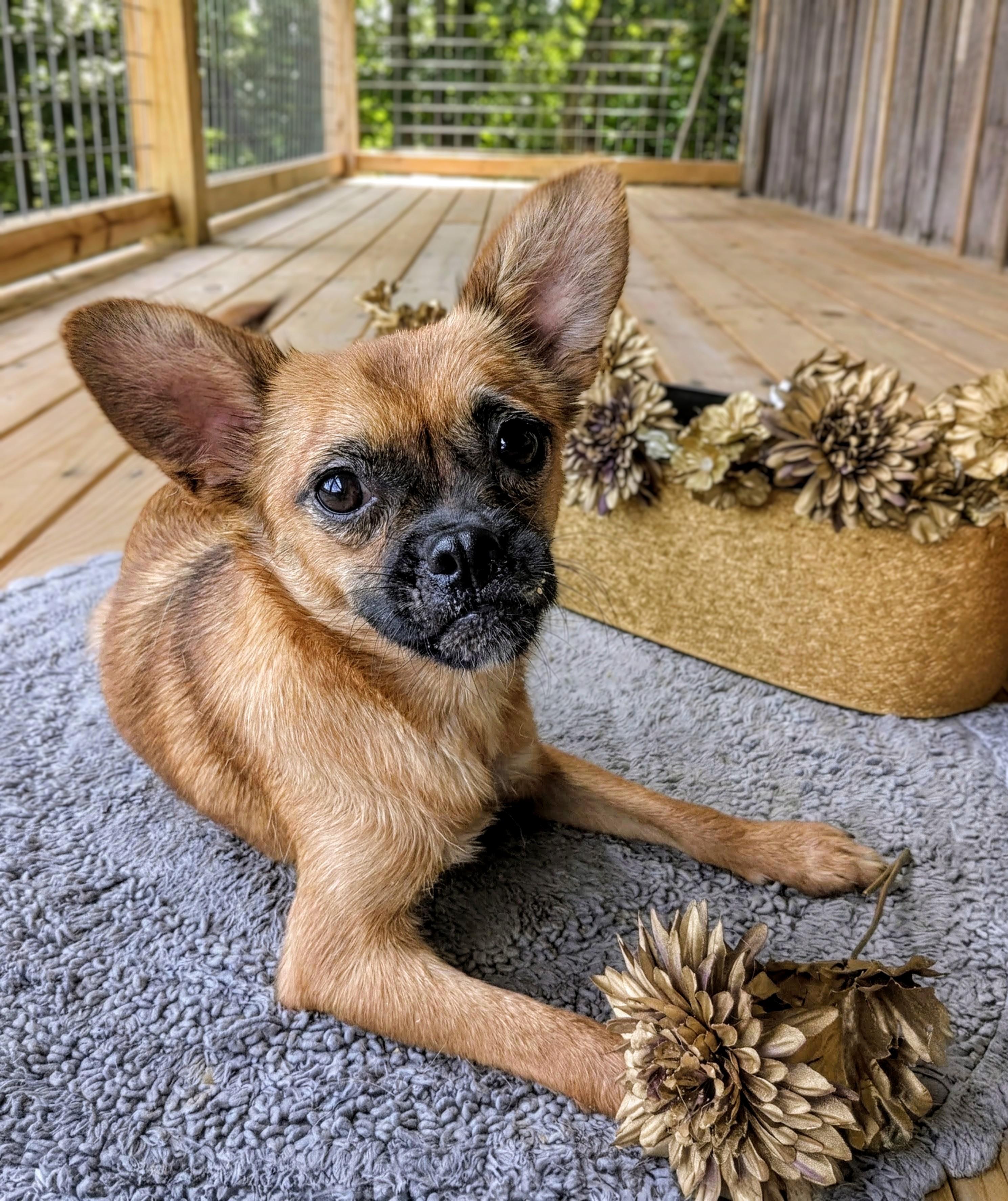 Enlarge Chesney, a Adoptable mixed breed in Richmond, KY image 6/6