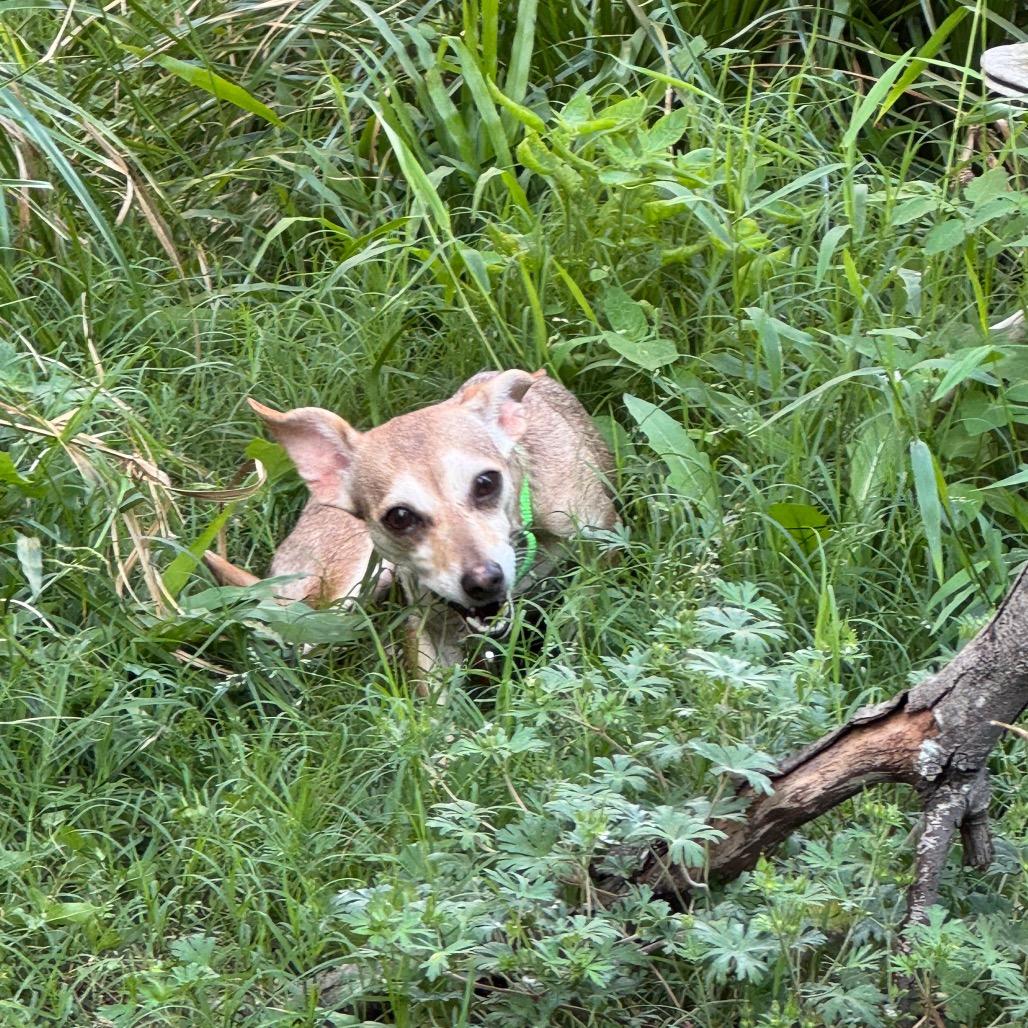 Mac, Adoptable, Adult Female Chihuahua.