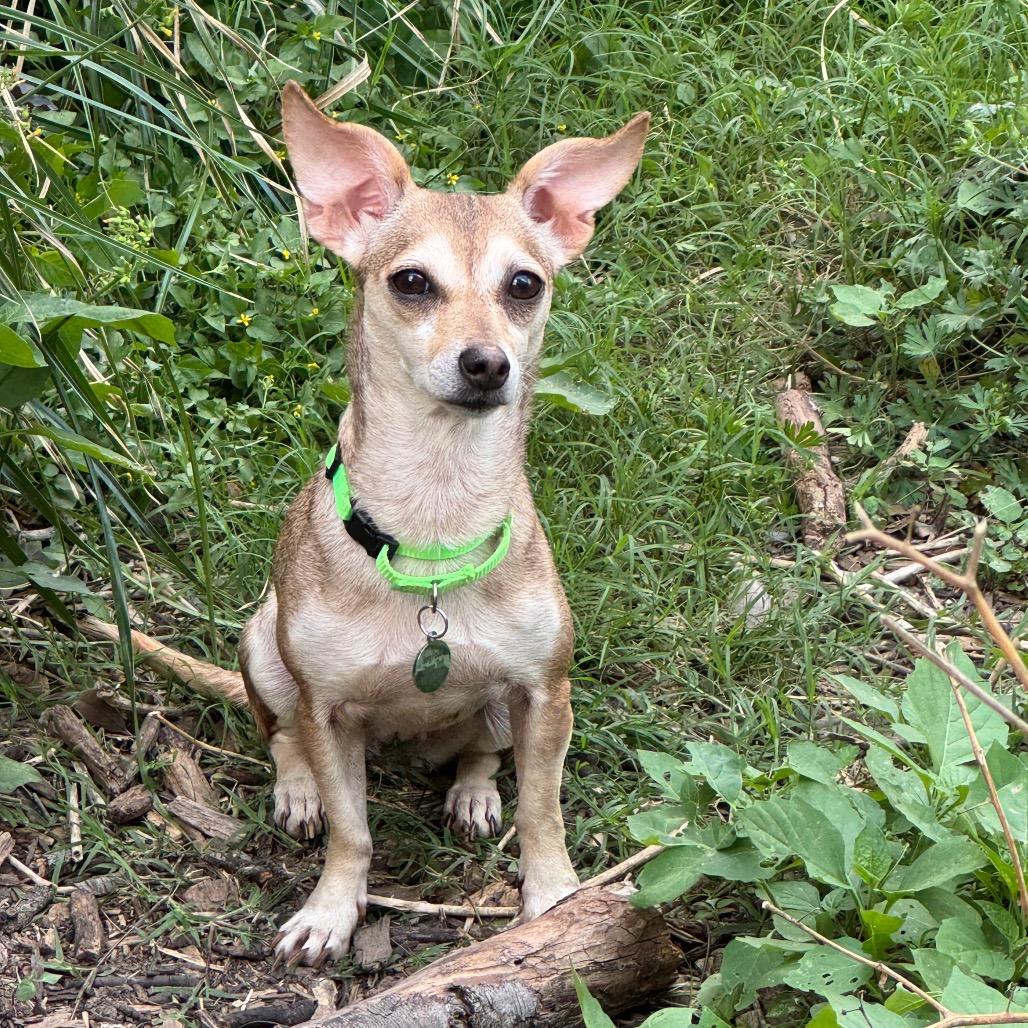 Enlarge Mac, a Adoptable Chihuahua in Katy, TX image 2/4