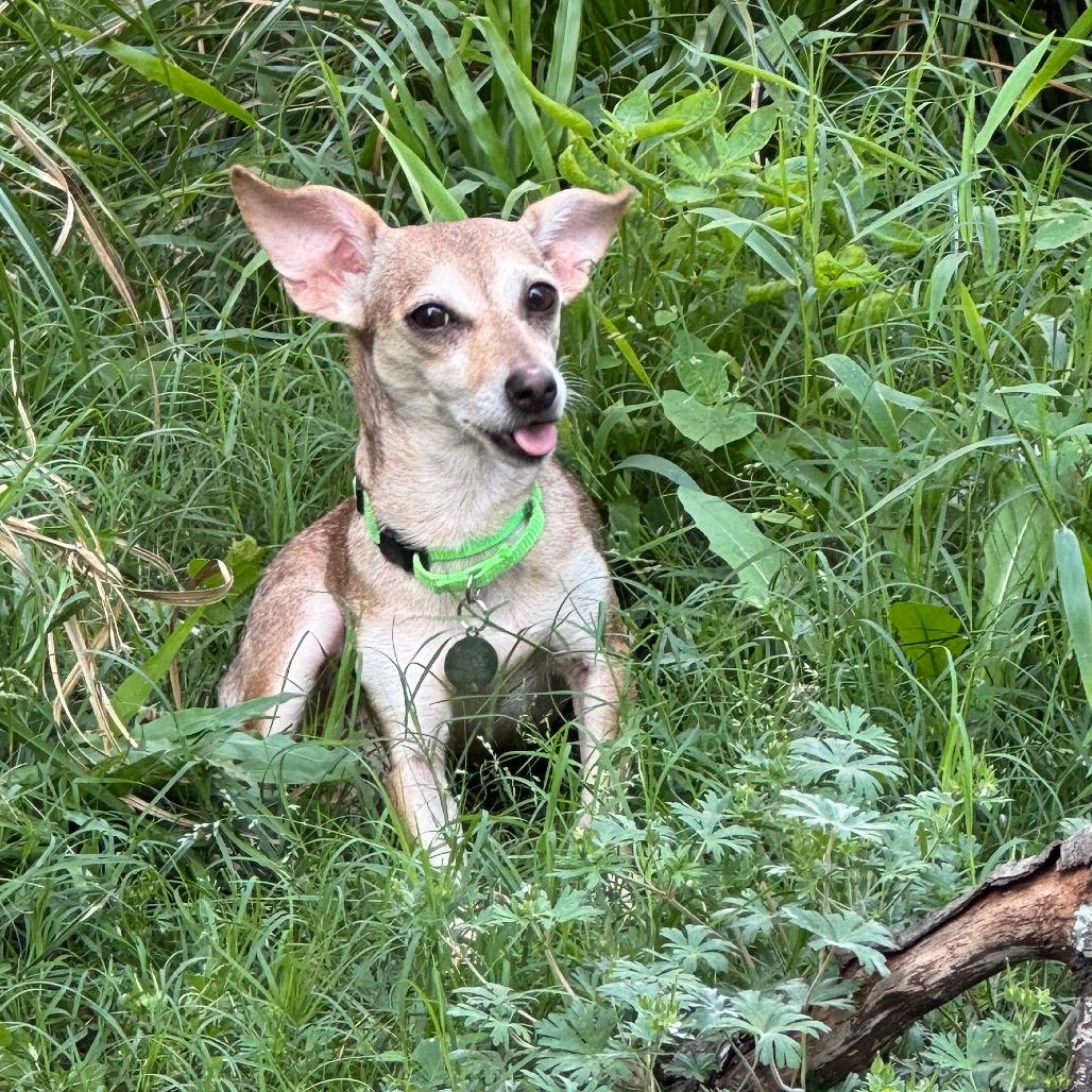 Enlarge Mac, a Adoptable Chihuahua in Katy, TX image 3/4