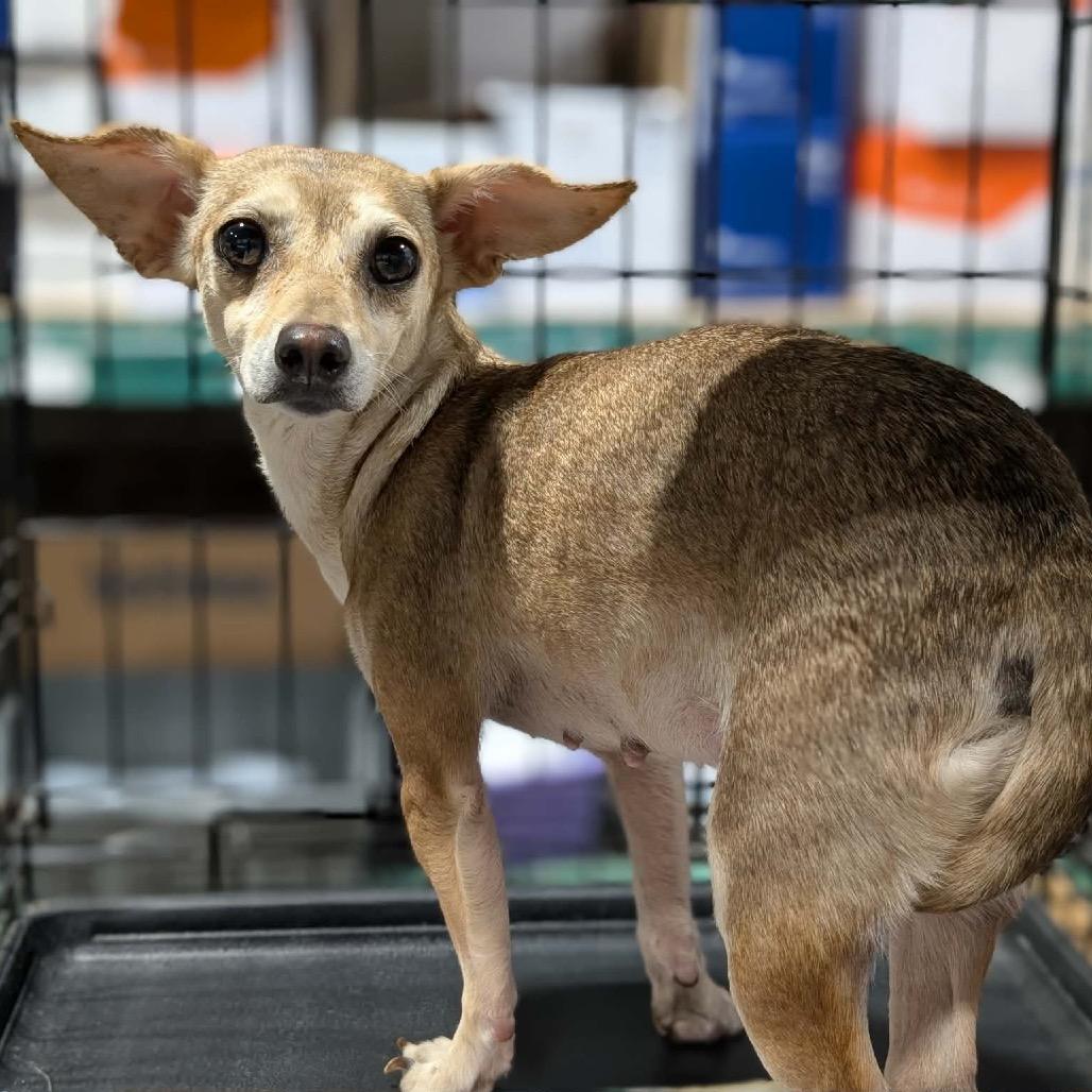 Enlarge Mac, a Adoptable Chihuahua in Katy, TX image 4/4