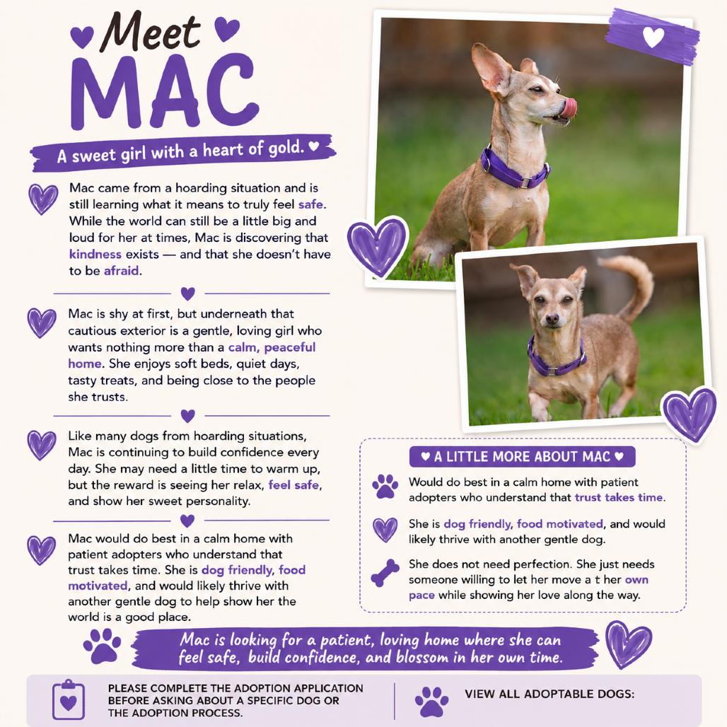 Mac, a Adoptable Chihuahua in Katy, TX image 5/6