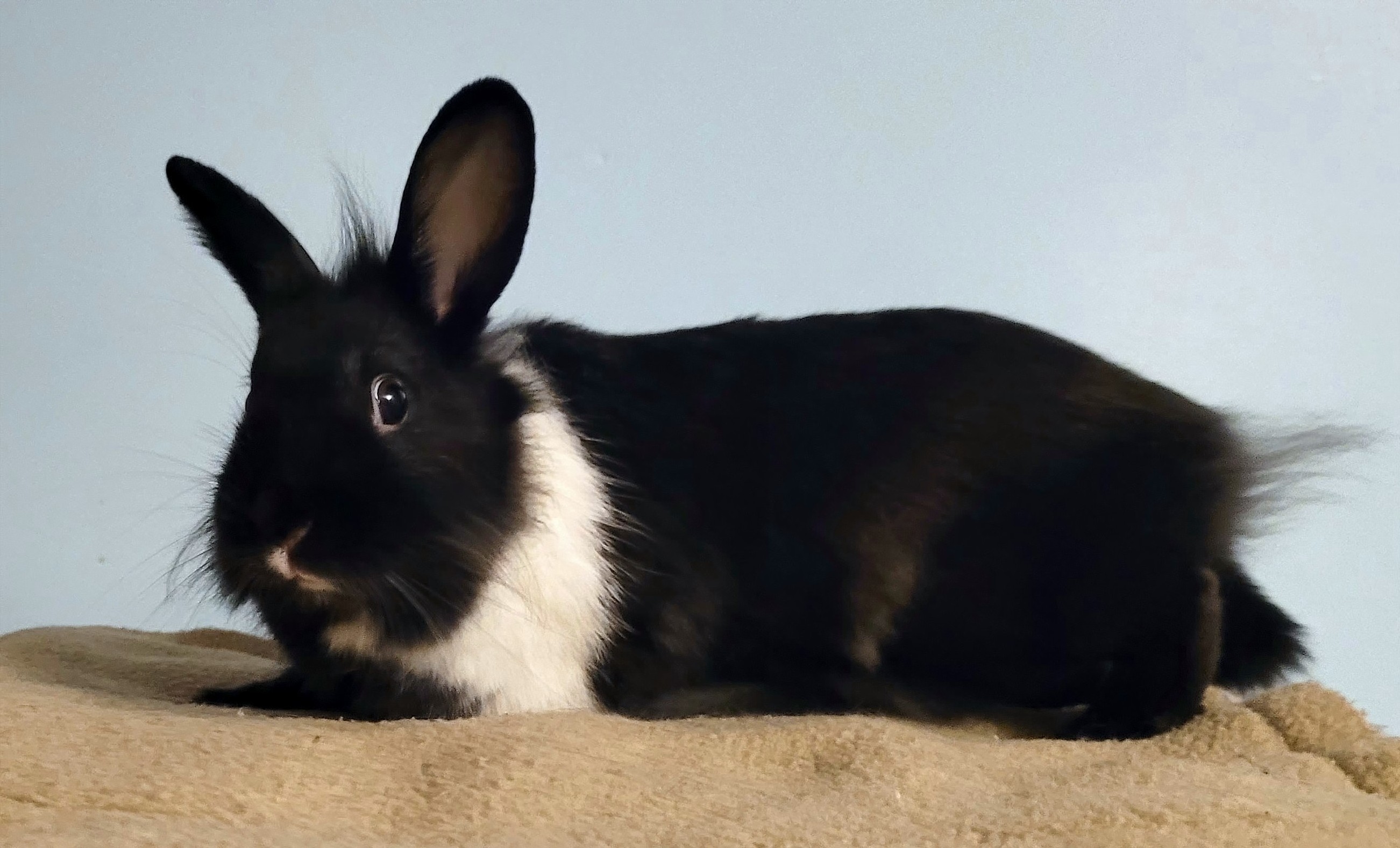Blackberry, Adopted, Adult Female Lionhead.
