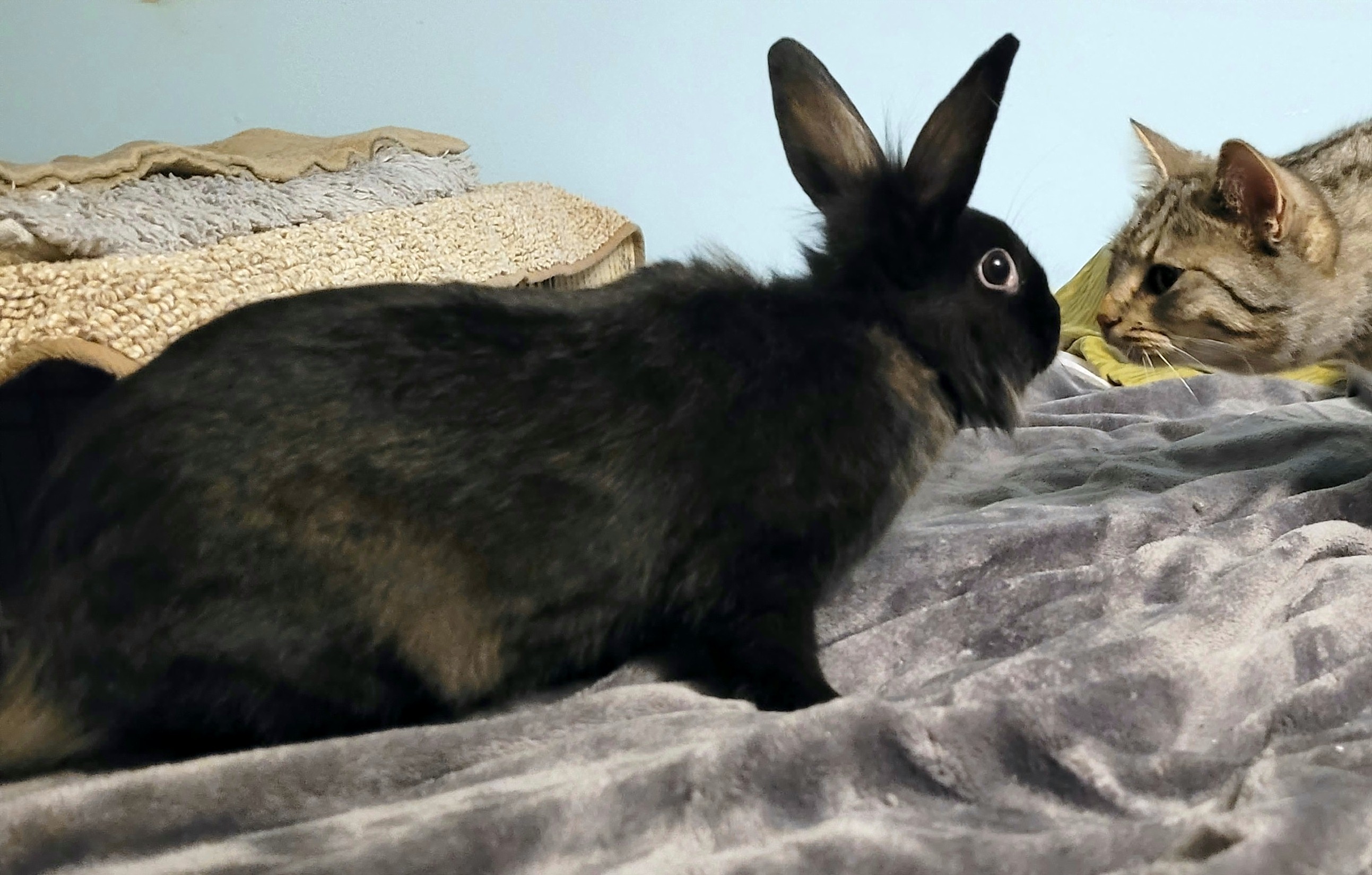 Enlarge Blackberry, a Adopted mixed breed in Eugene, OR image 2/6