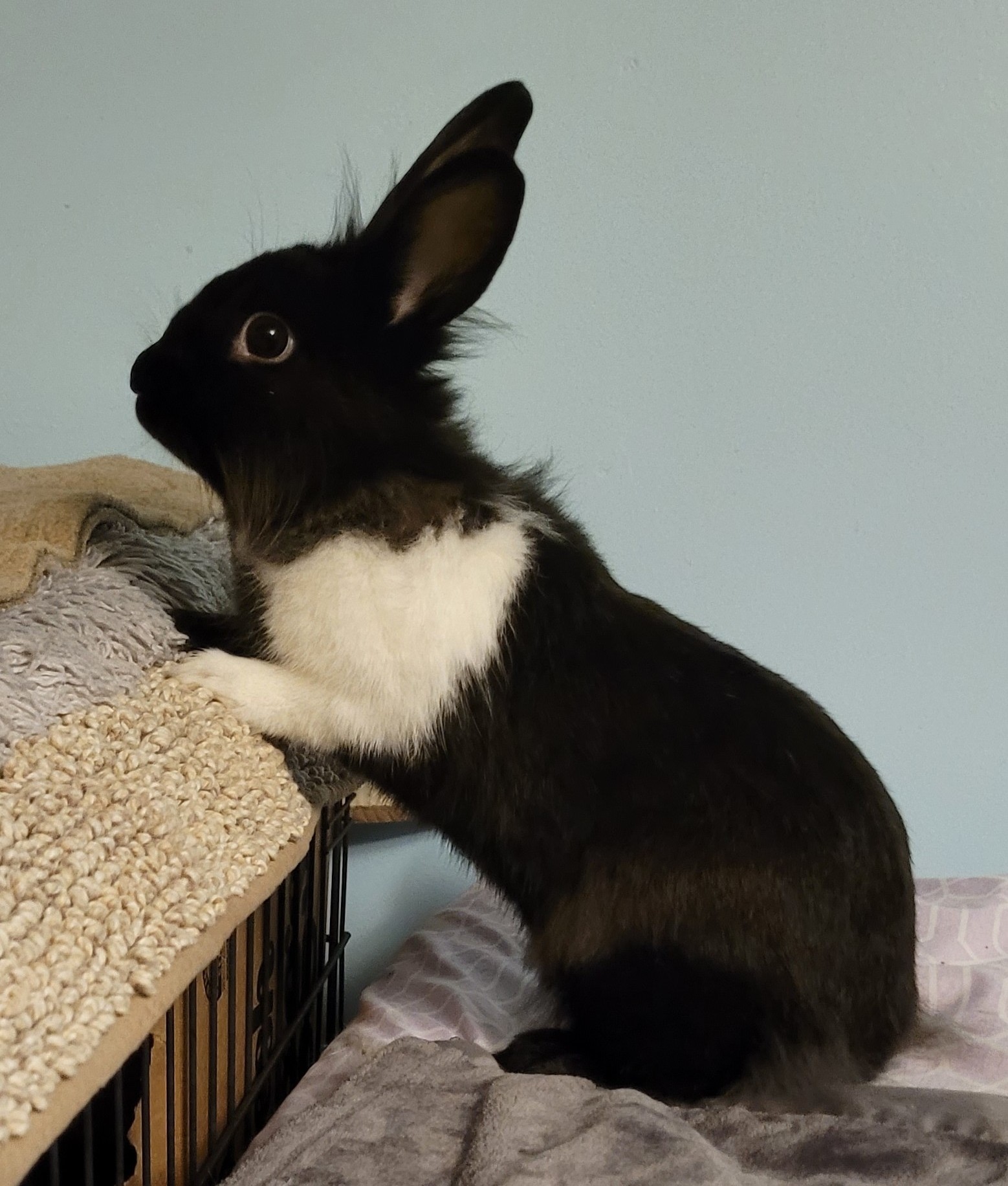 Enlarge Blackberry, a Adopted mixed breed in Eugene, OR image 3/6