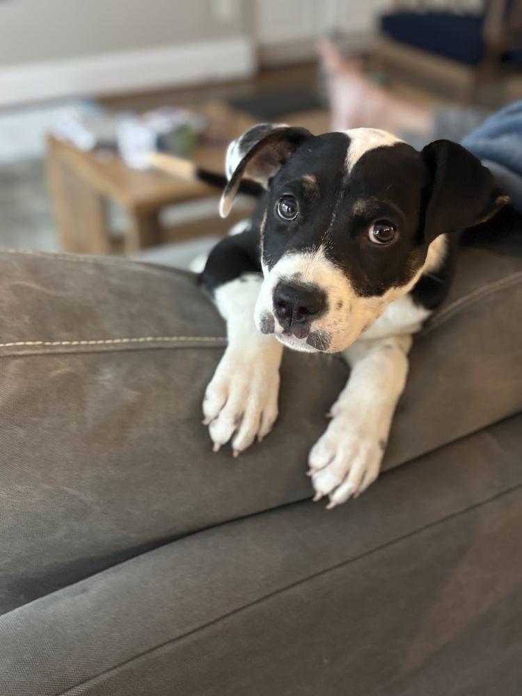 Milo, Adopted, Puppy Male Mixed Breed.
