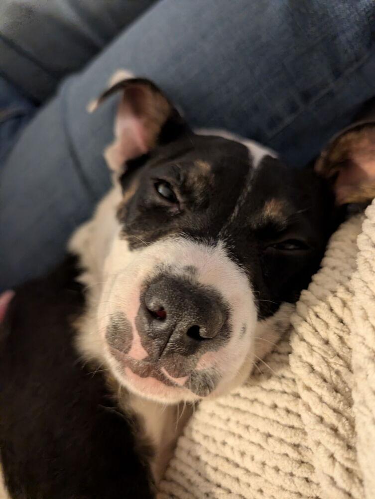 Milo, a Adopted mixed breed in Wendell, NC image 2/3