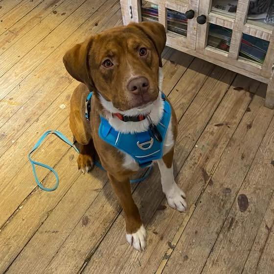 Giblet, Adoptable, Young Male Mixed Breed.