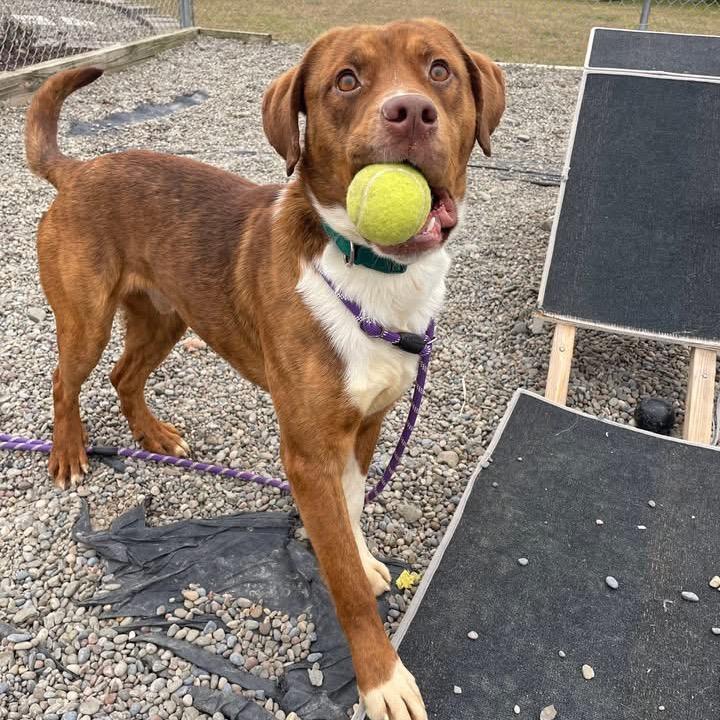 Giblet, Adoptable, Young Male Mixed Breed.