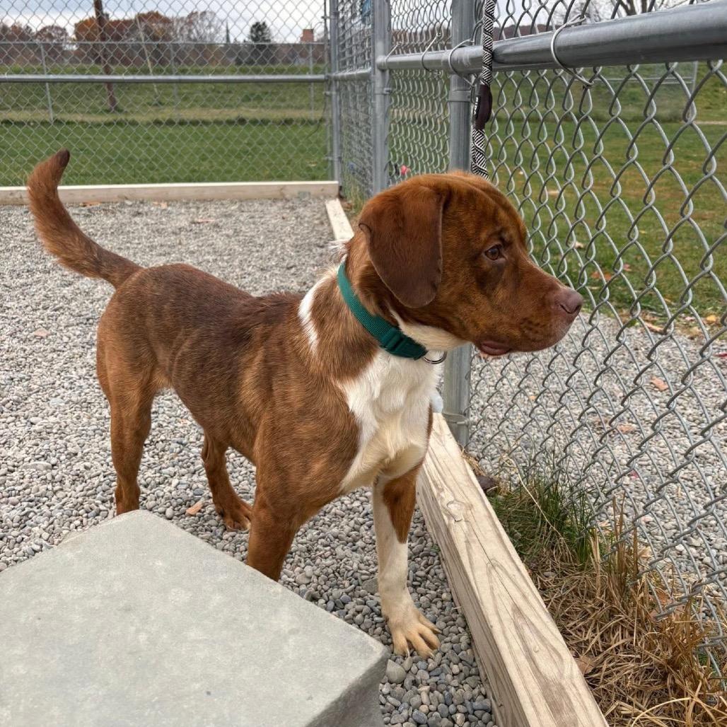 Enlarge Giblet, a Adoptable mixed breed in Binghamton, NY image 2/5