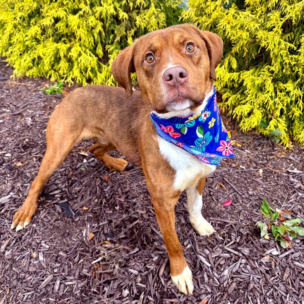 Enlarge Giblet, a Adoptable mixed breed in Binghamton, NY image 3/5