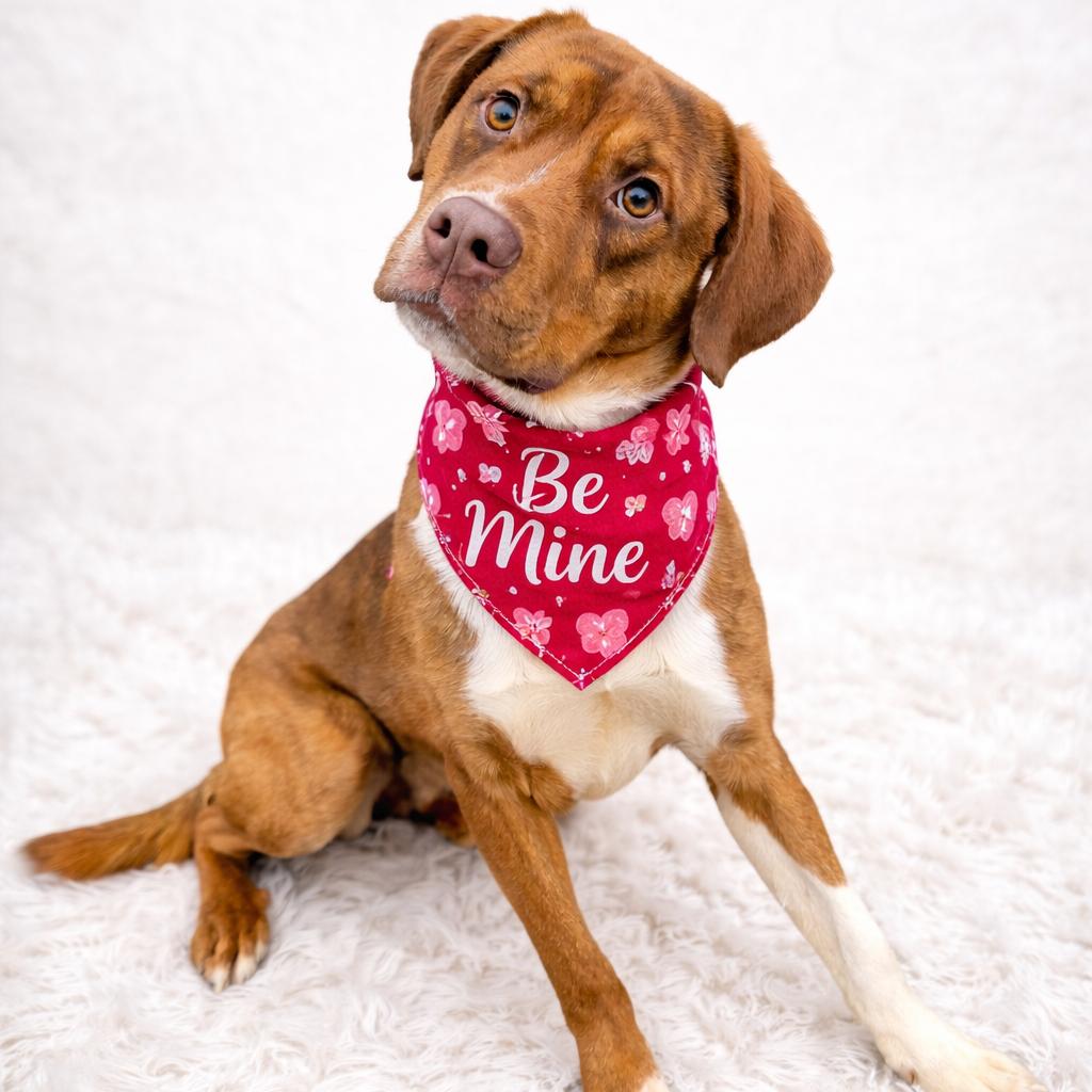 Enlarge Giblet, a Adoptable mixed breed in Binghamton, NY image 4/5