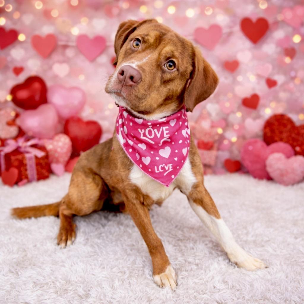 Enlarge Giblet, a Adoptable mixed breed in Binghamton, NY image 5/5