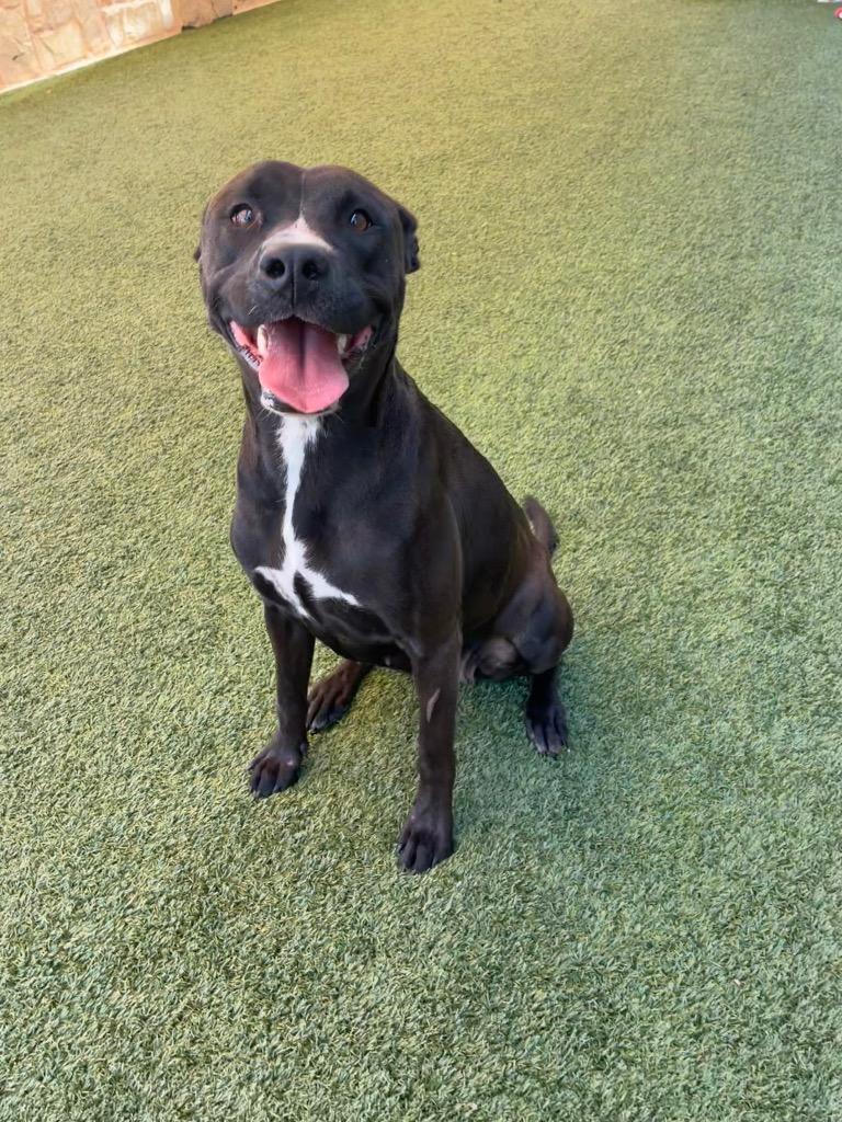 Emmy, Adoptable, Young Female Labrador Retriever & Pit Bull Terrier.