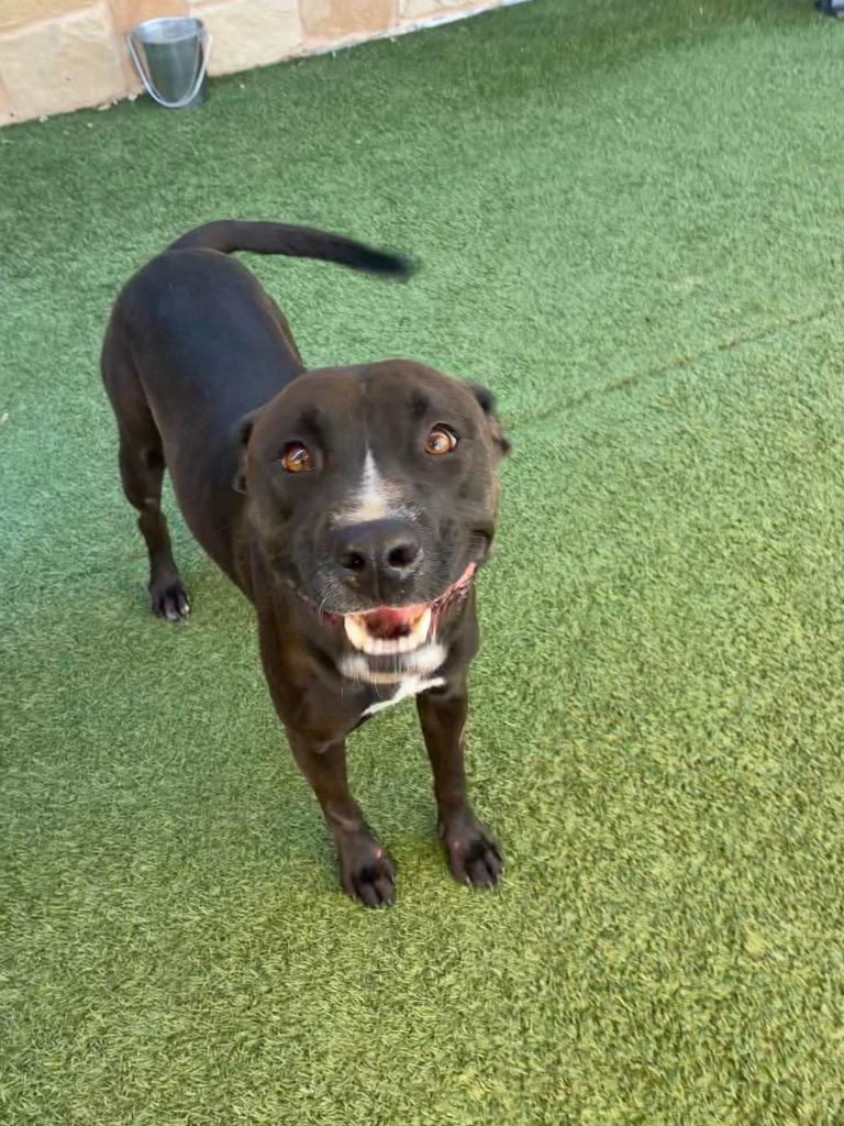Enlarge Emmy, a Adoptable mixed breed in Seguin, TX image 2/2