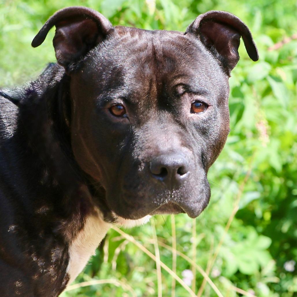 Bandido, Adoptable, Adult Male Mixed Breed.