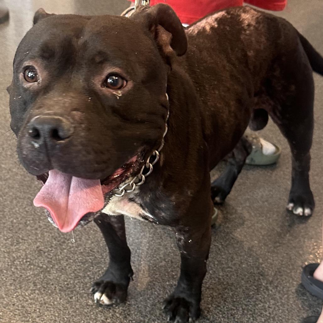 Enlarge Bandido, a Adoptable Mixed Breed in Allentown, PA image 2/3