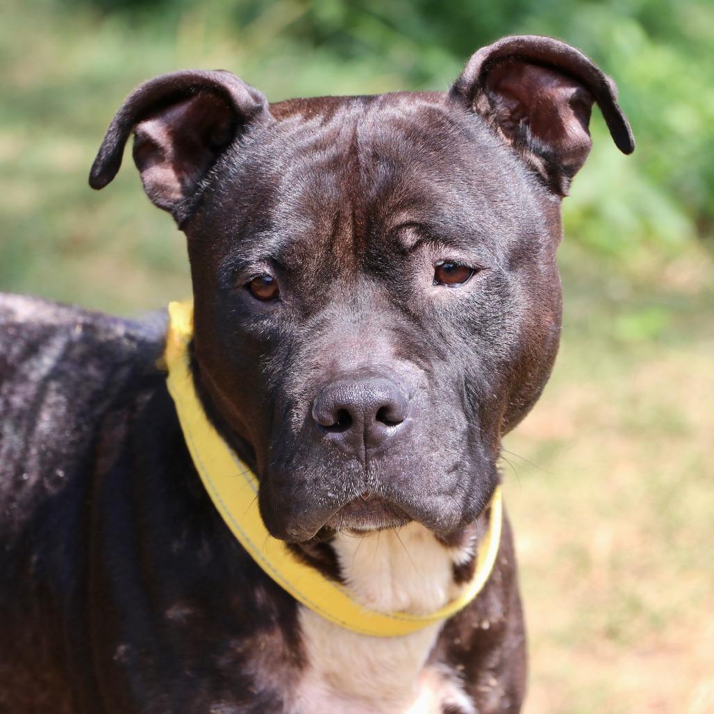 Enlarge Bandido, a Adoptable Mixed Breed in Allentown, PA image 3/3