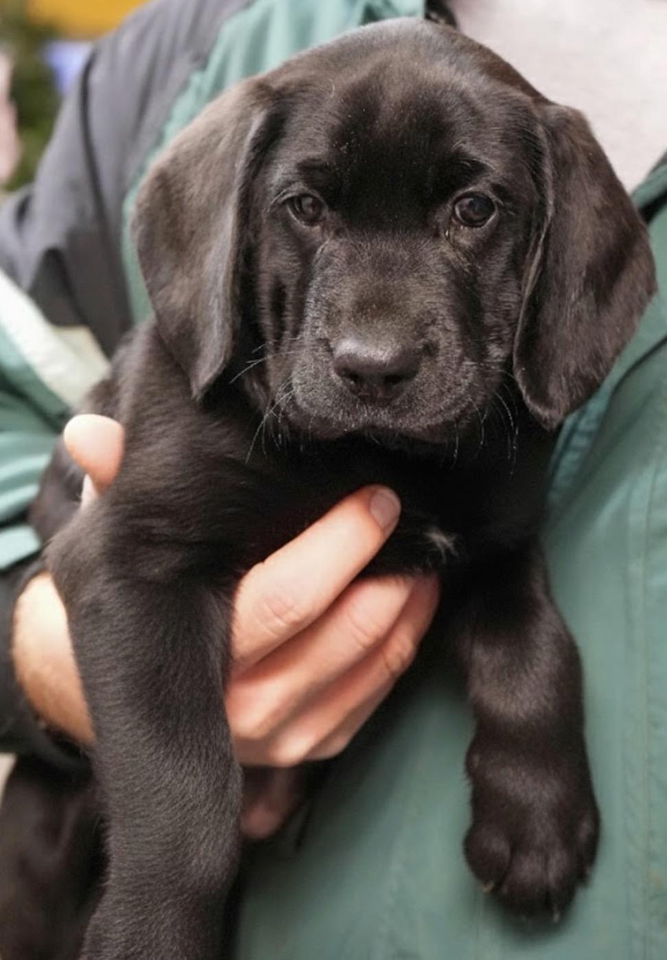 Blade, ADOPTABLE, Puppy Male Black Labrador Retriever.