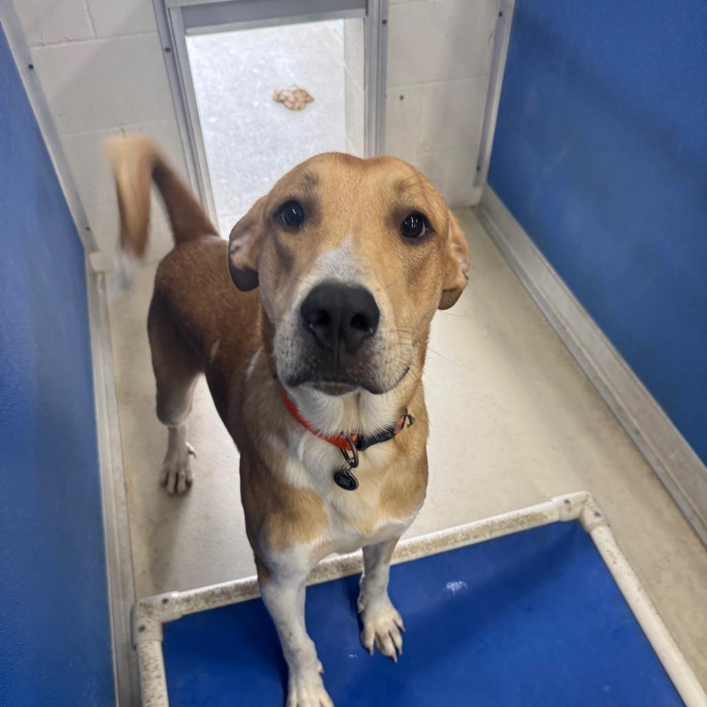 Payton, Adoptable, Young Male Labrador Retriever & Great Pyrenees.