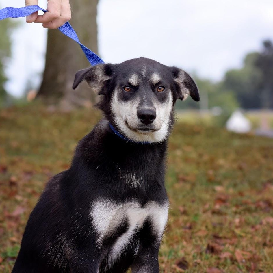 Enlarge Rainey, a Adoptable mixed breed in Monticello, MN image 2/2