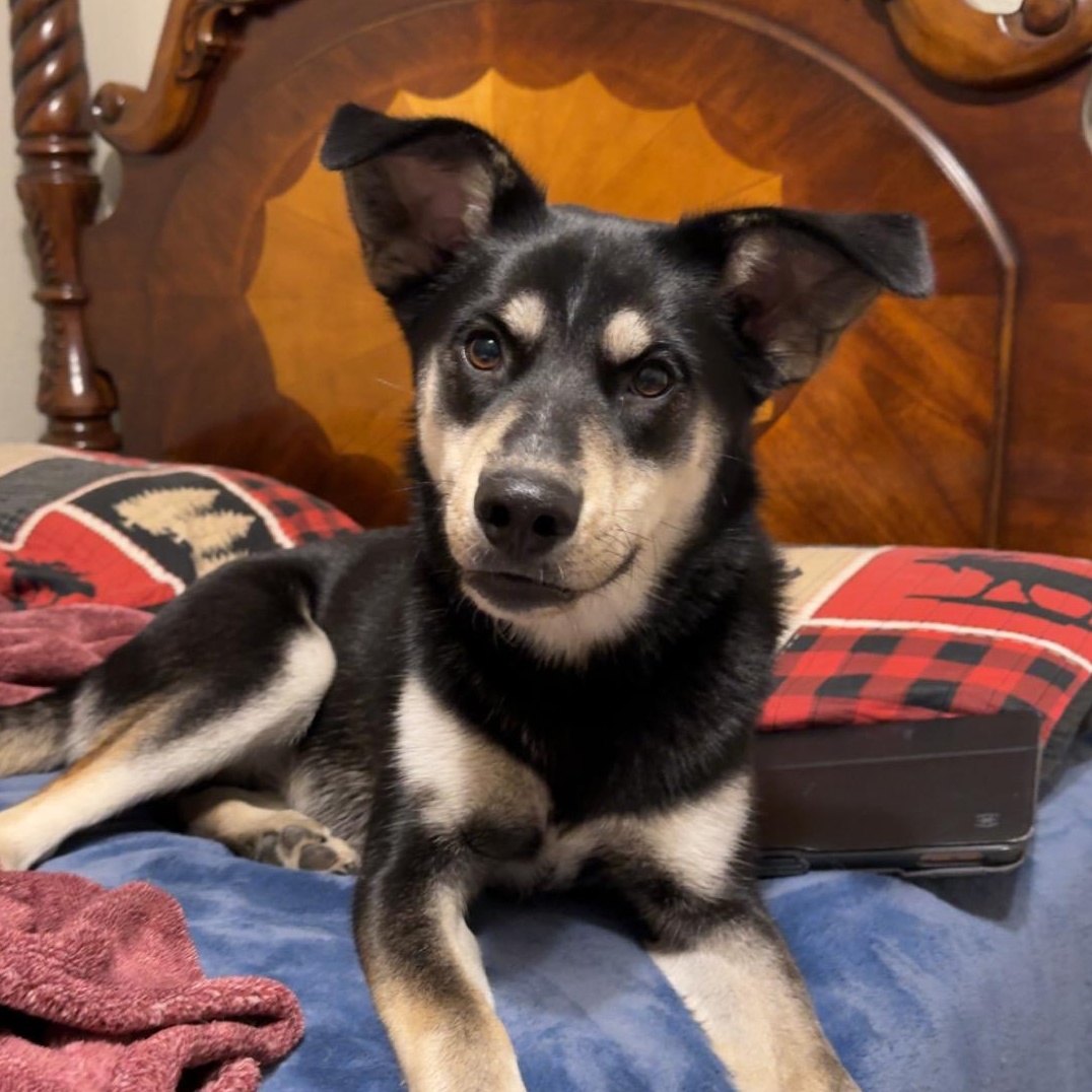 Rainey, Adoptable, Puppy Female Shetland Sheepdog / Sheltie & Shepherd.