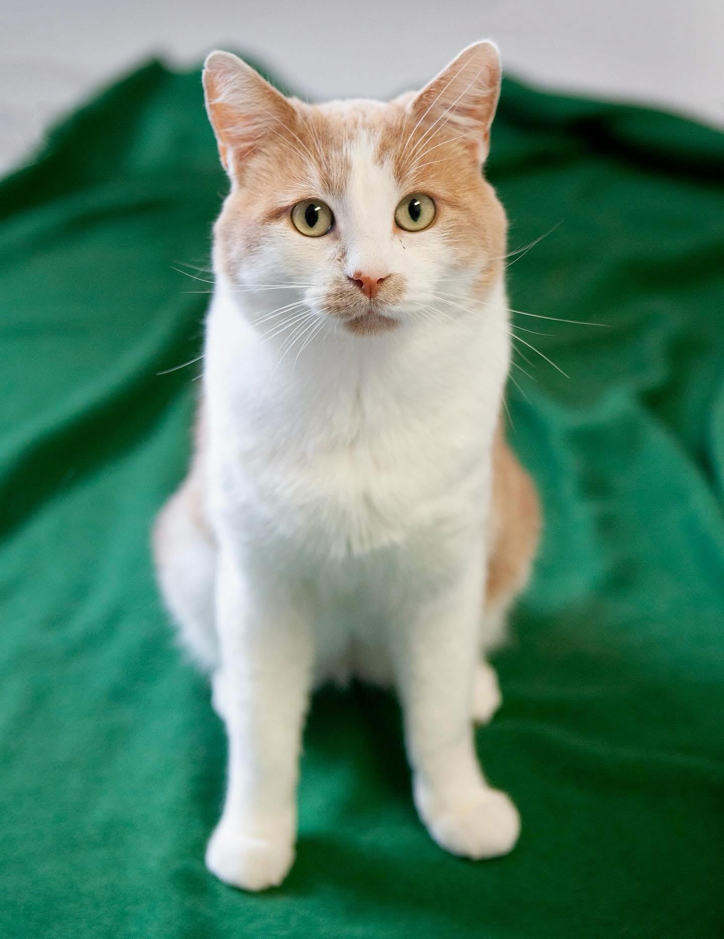 Ray (Bonded to Joaqin), Adoptable, Young Male Domestic Short Hair.