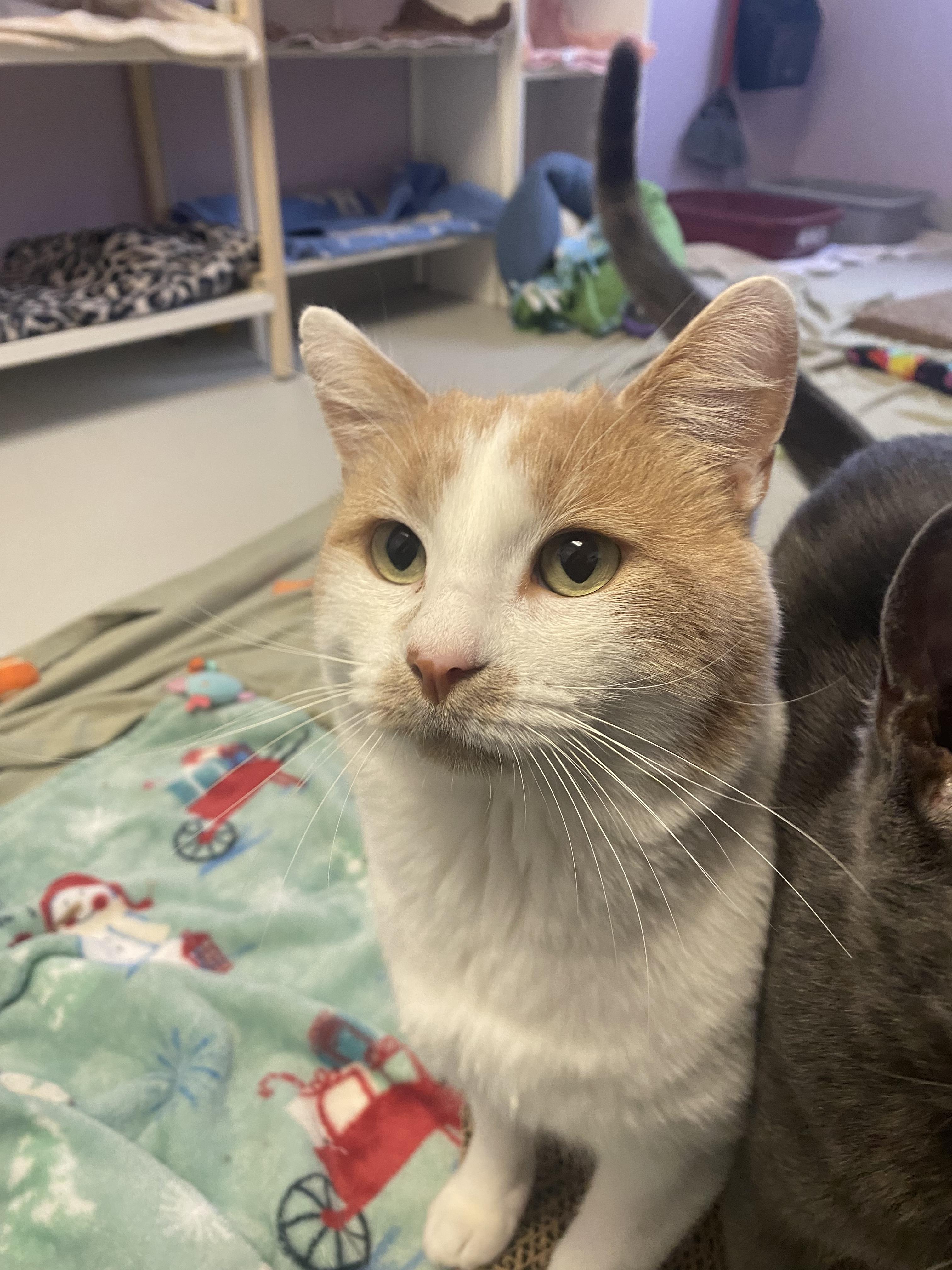 Enlarge Ray (Bonded to Joaqin), a Adoptable mixed breed in Lakewood, CO image 4/6