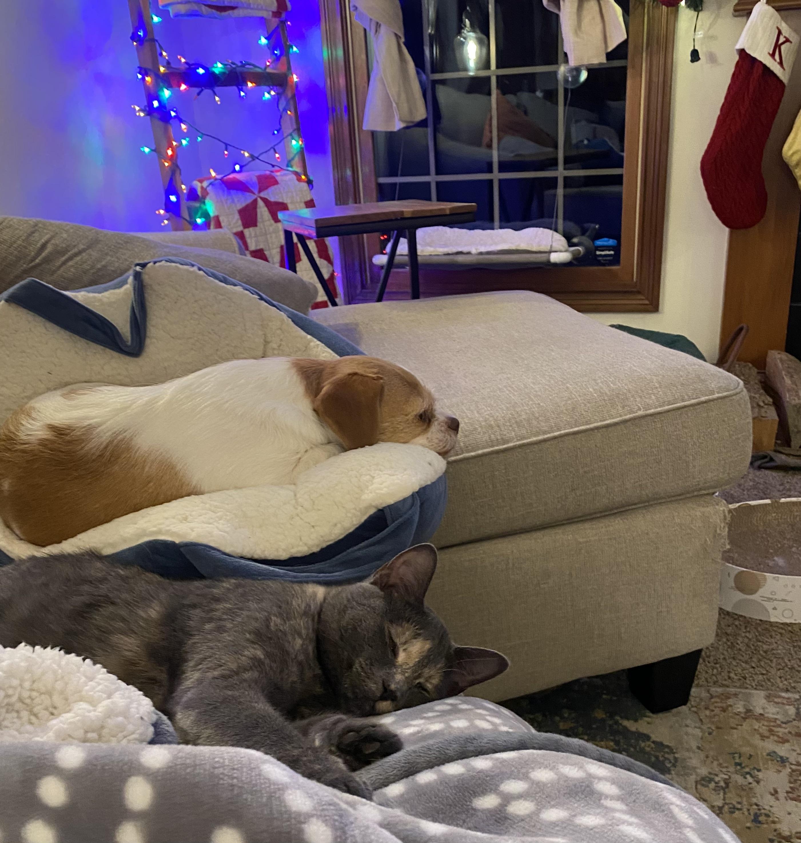 Soot Sprite  Aka thumbnail 3