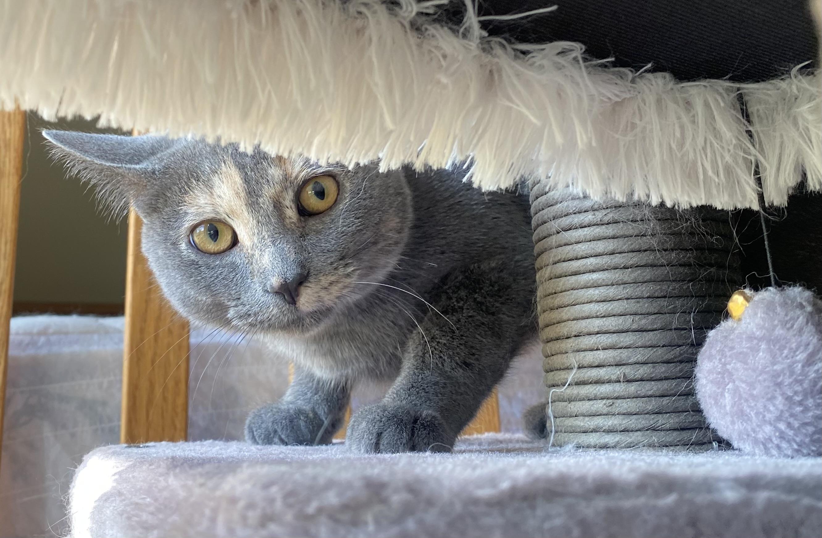 Enlarge Soot Sprite, aka Sooty, a Adoptable mixed breed in Plain City, OH image 1/6