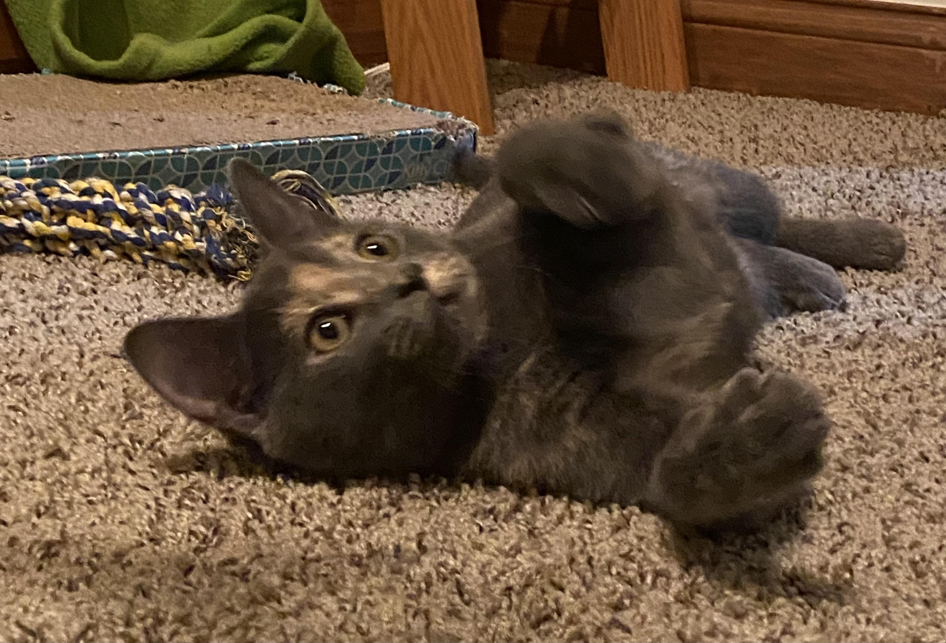 Enlarge Soot Sprite, aka Sooty, a Adoptable mixed breed in Plain City, OH image 3/6