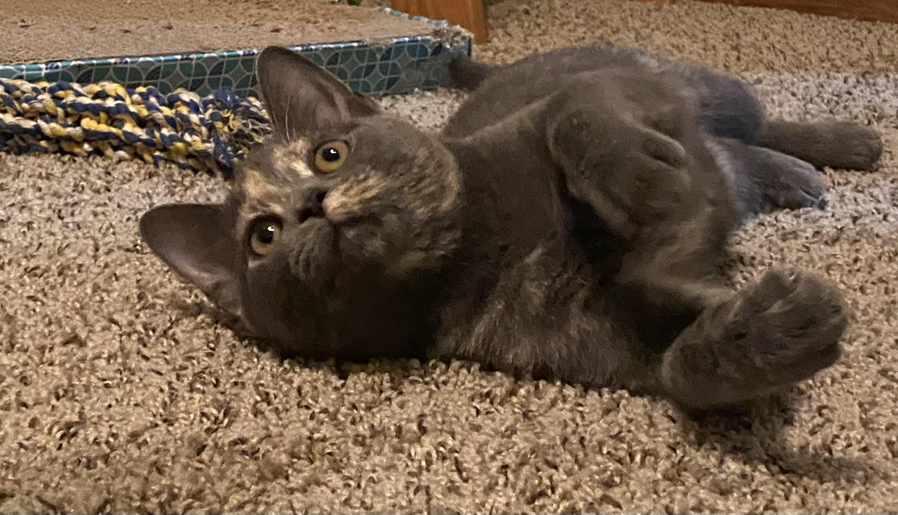 Enlarge Soot Sprite, aka Sooty, a Adoptable mixed breed in Plain City, OH image 4/6