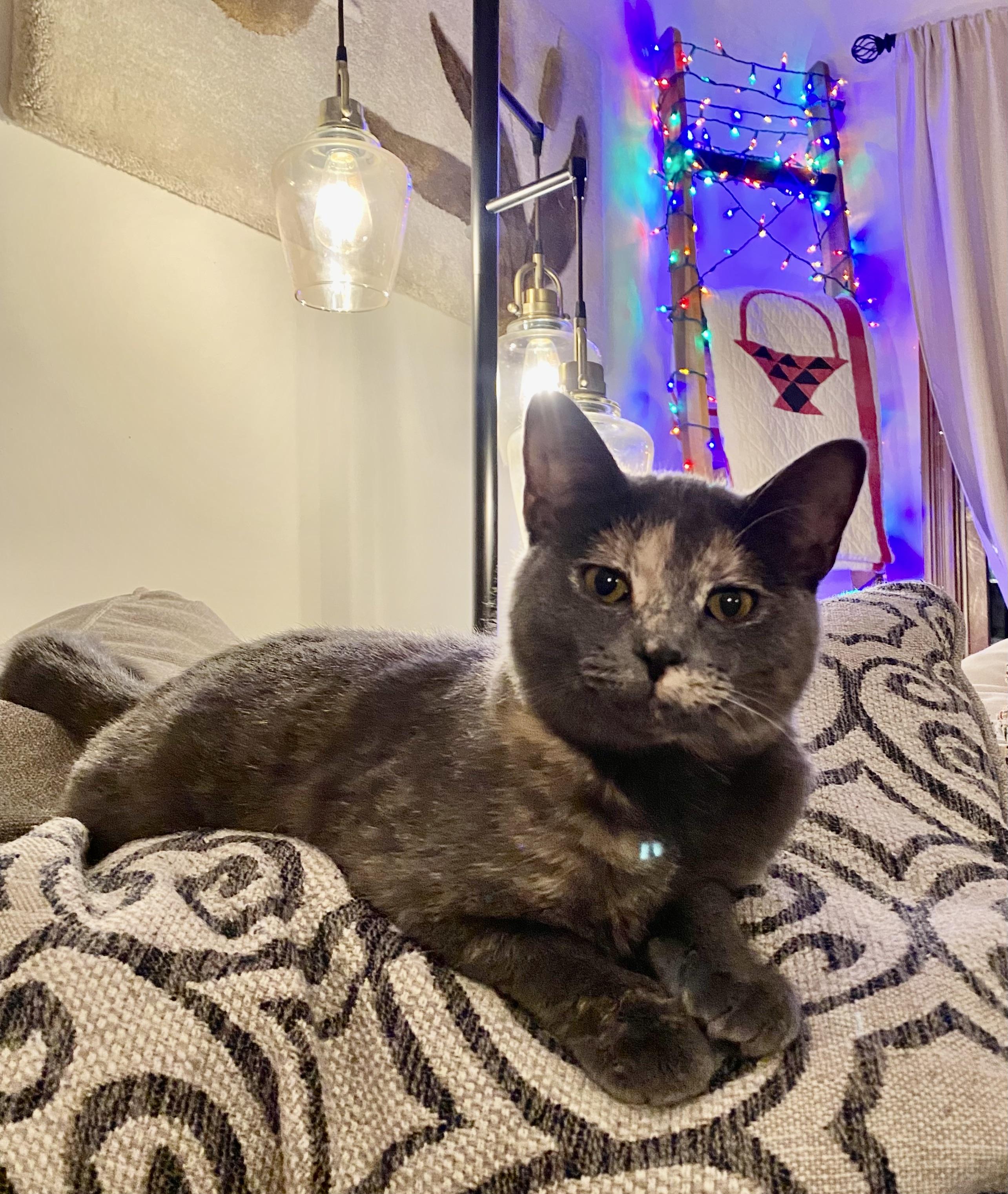 Soot Sprite  Aka thumbnail 5