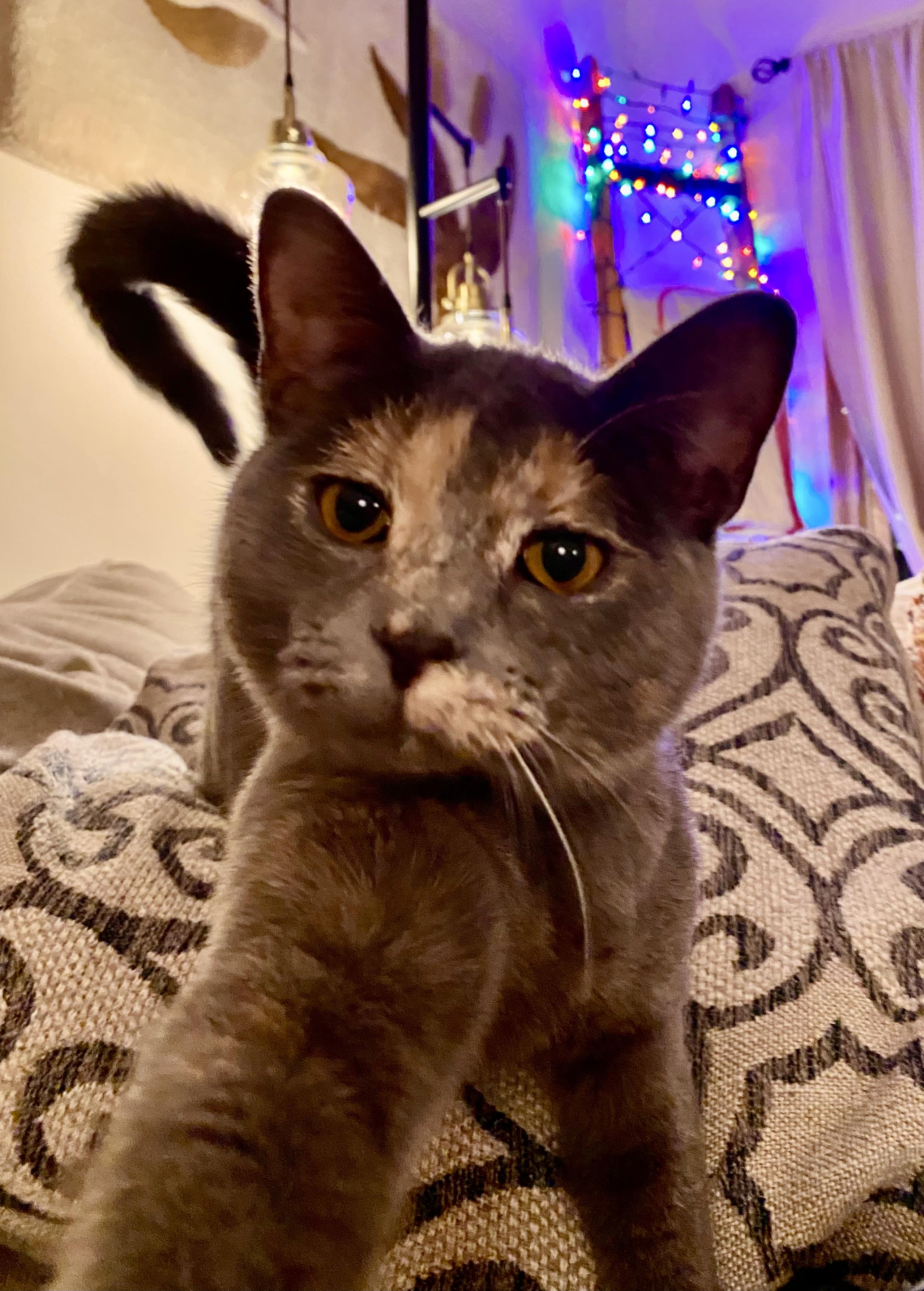 Soot Sprite  Aka thumbnail 6