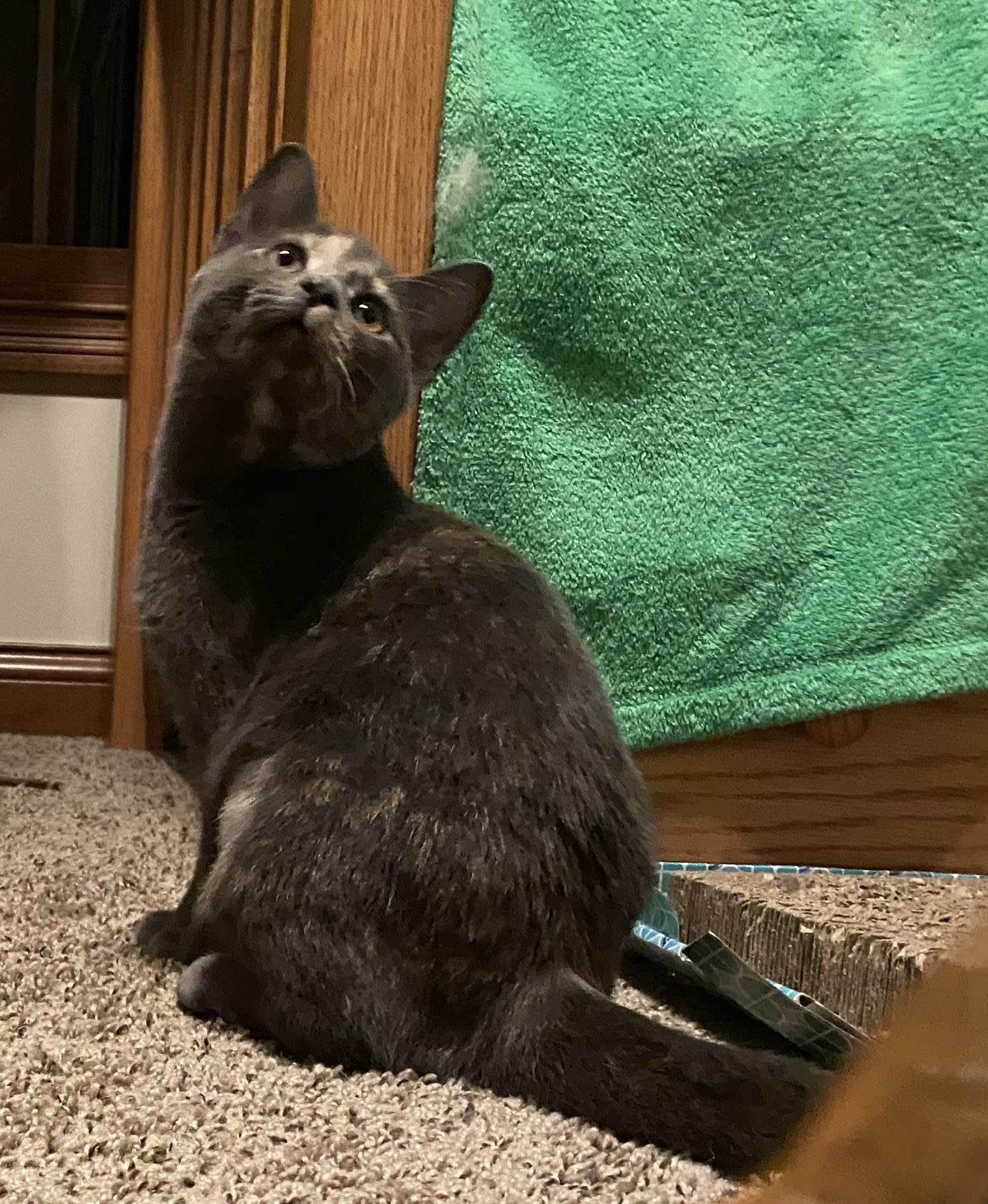 Enlarge Soot Sprite, aka Sooty, a Adoptable mixed breed in Plain City, OH image 5/6