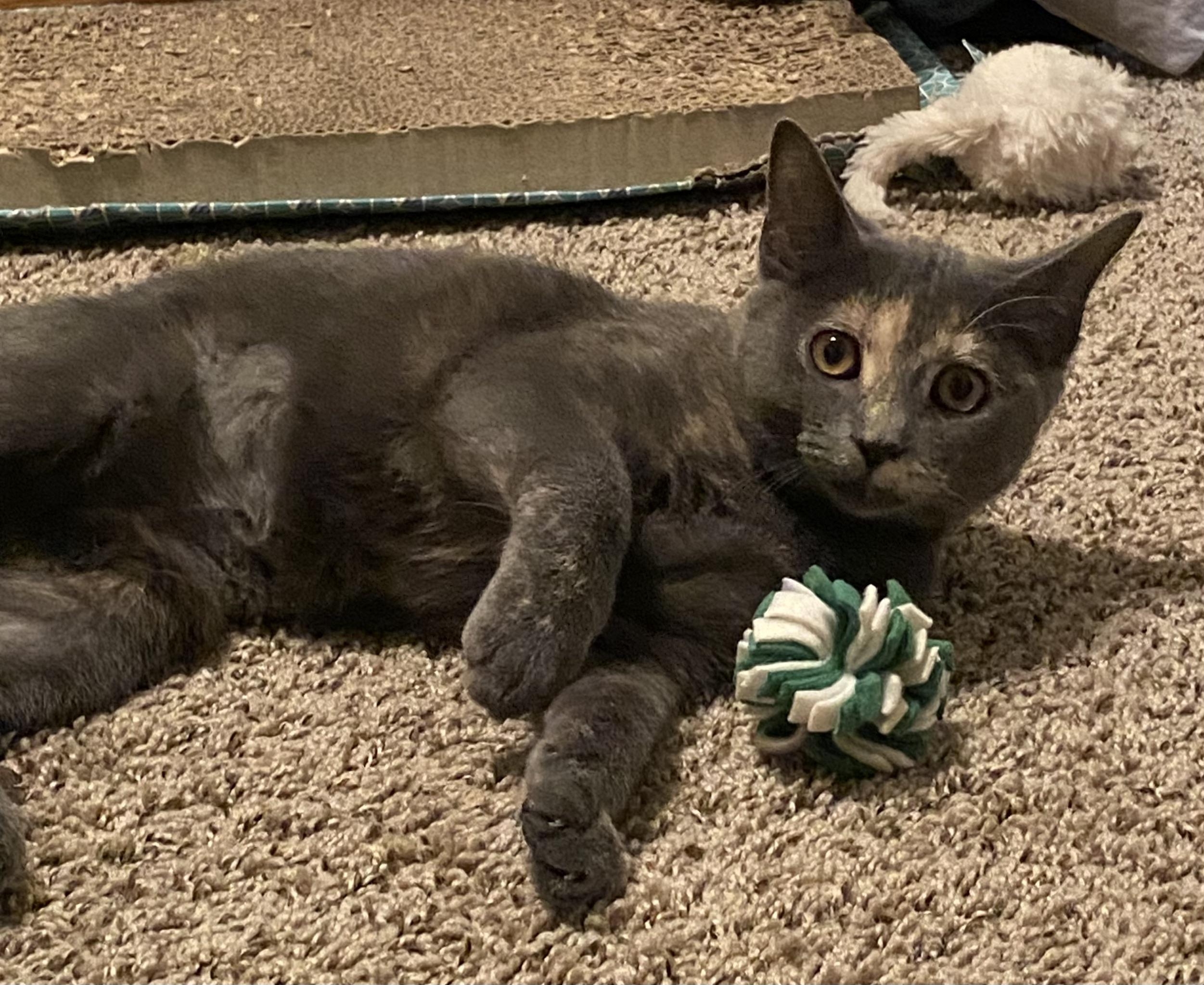 Enlarge Soot Sprite, aka Sooty, a Adoptable mixed breed in Plain City, OH image 6/6