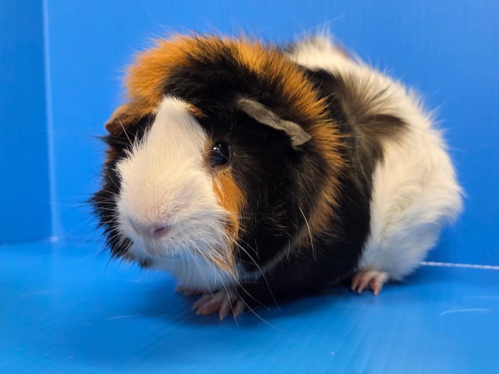 Crimson, Adoptable, Young Male Guinea Pig.