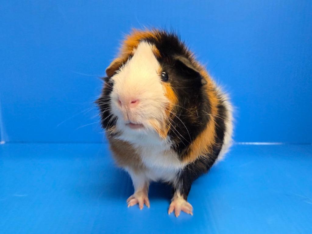 Enlarge Crimson, a Adoptable mixed breed in Lewisville, TX image 2/3