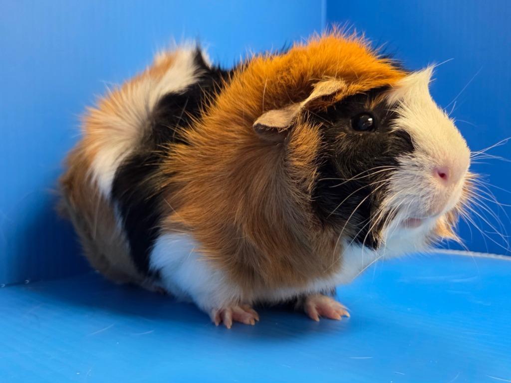 Enlarge Crimson, a Adoptable mixed breed in Lewisville, TX image 3/3