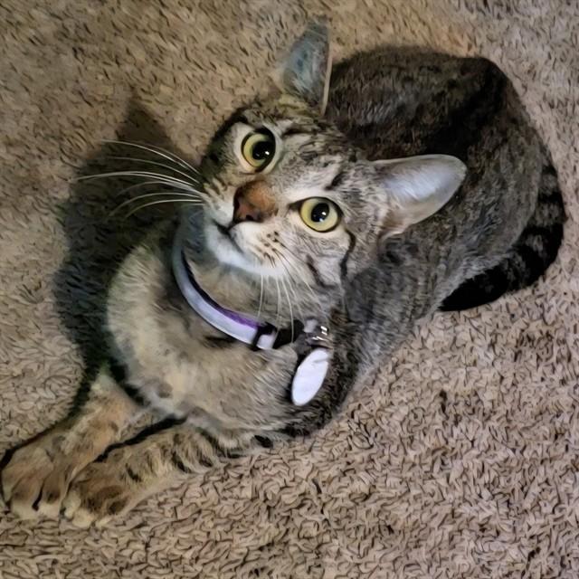 PRINCESS PEANUT, Adoptable, Young Female Domestic Short Hair.