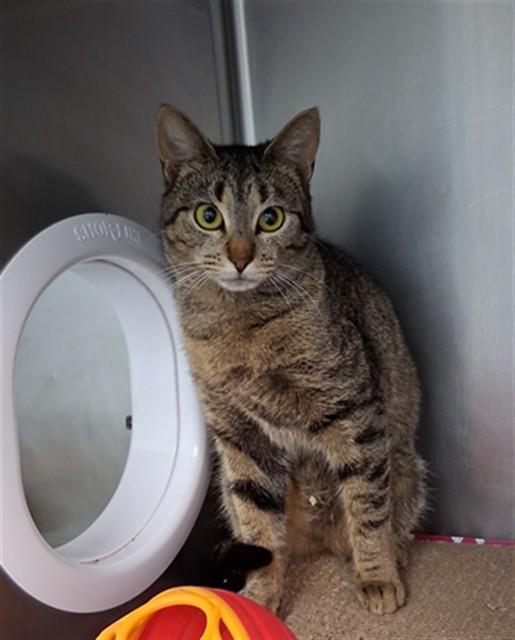 PRINCESS PEANUT, Adoptable, Young Female Domestic Short Hair.