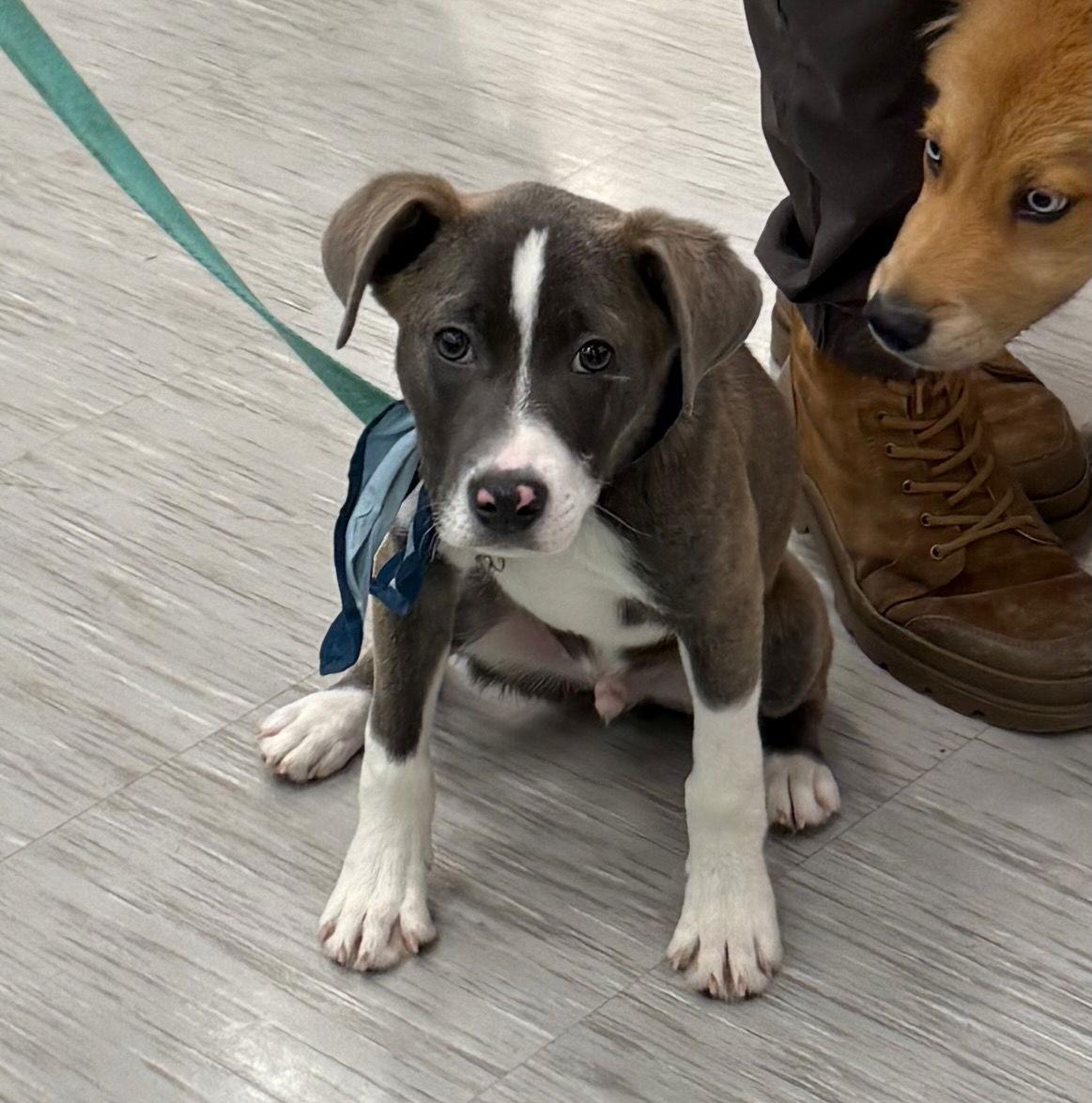 Zach, Adoptable, Puppy Male Labrador Retriever & Pit Bull Terrier.