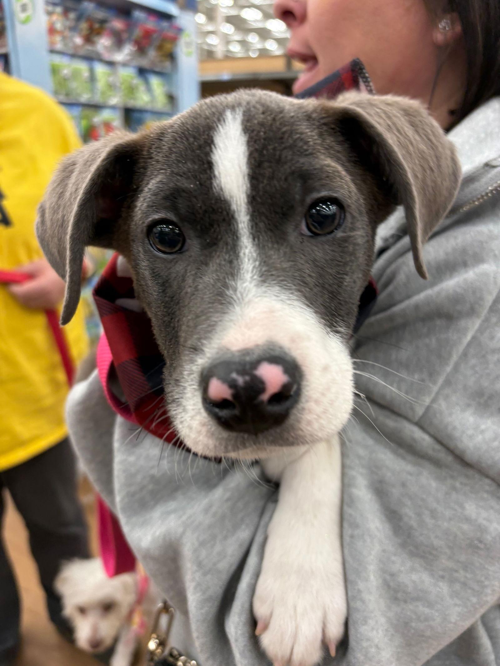 Zach, Adoptable, Puppy Male Labrador Retriever & Pit Bull Terrier.