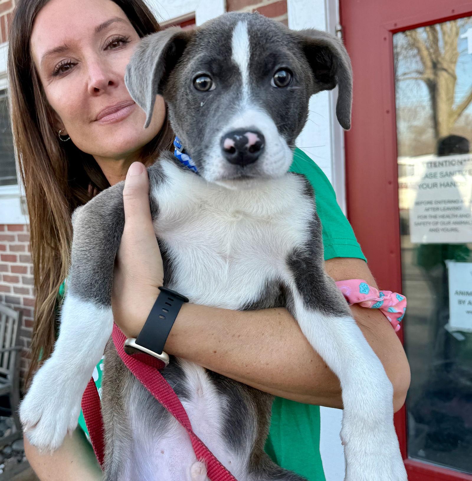 Zach, a Adoptable mixed breed in GILBERTS, IL image 2/3