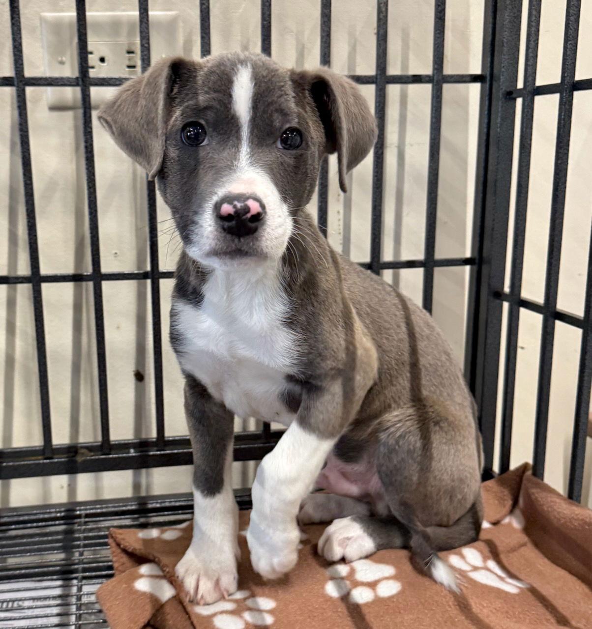 Zach, a Adoptable mixed breed in GILBERTS, IL image 3/3