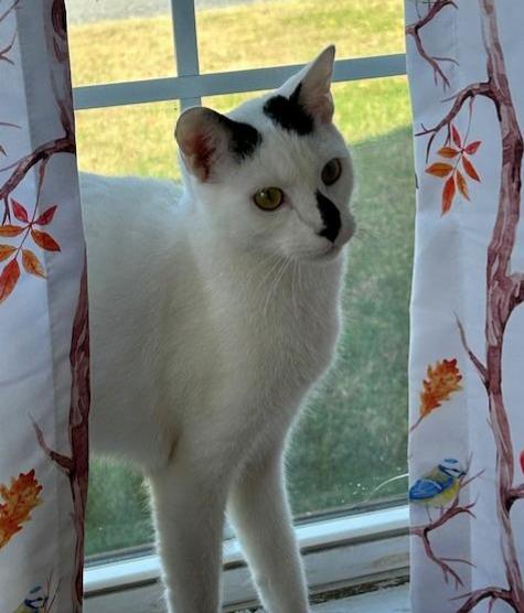 Enlarge Spenser, an adopted Domestic Short Hair in St Leonard, MD image 1/2