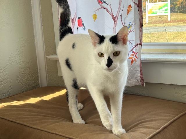 Enlarge Spenser, an adopted Domestic Short Hair in St Leonard, MD image 2/2