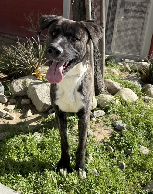 DOUG, Adoptable, Young Male Anatolian Shepherd & Mixed Breed.